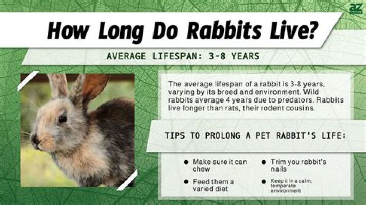 How long can Angora rabbits live?