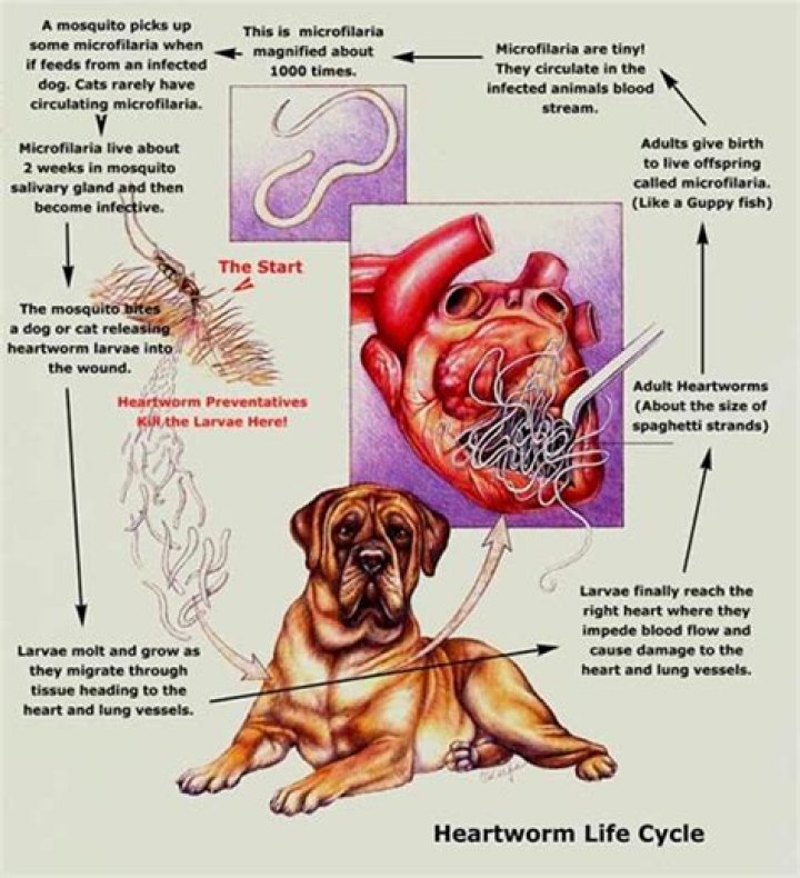 How long can heartworms go untreated?