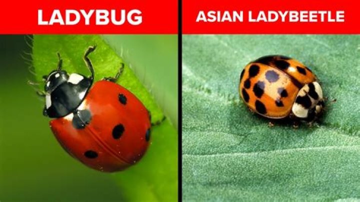 How long can ladybugs live in refrigerator?