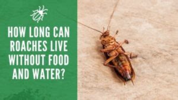 How long can roaches go without water?