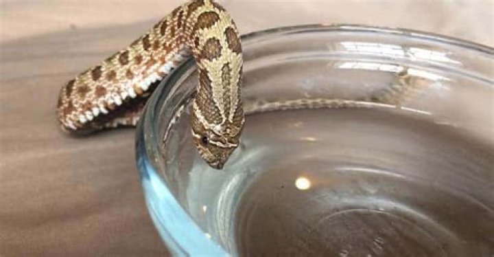 How Long Can snakes live without water?