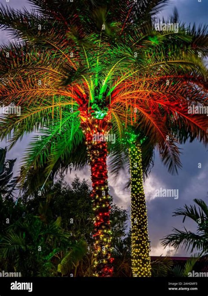 How long do Christmas palm trees live?