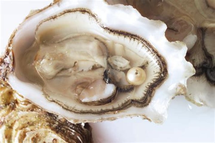 How long do oysters live out of water?