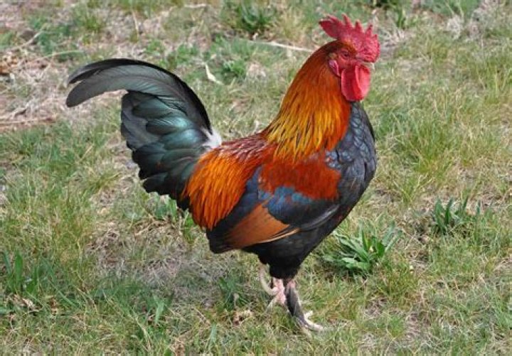 How long do roosters live in captivity?