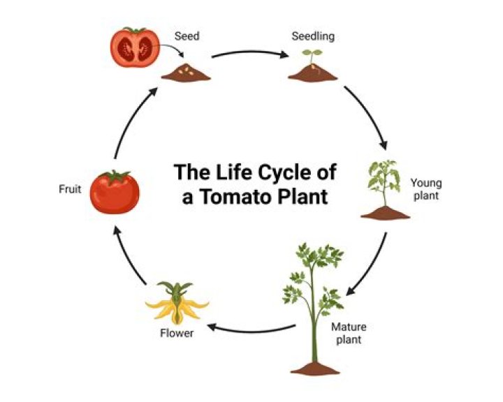 How long does a tomato plant last?
