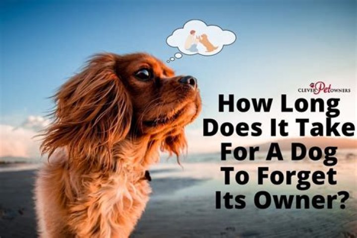 How long does it take a dog to forget their owner?