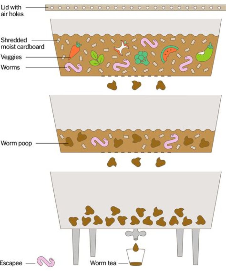How long does it take for a worm farm to establish?