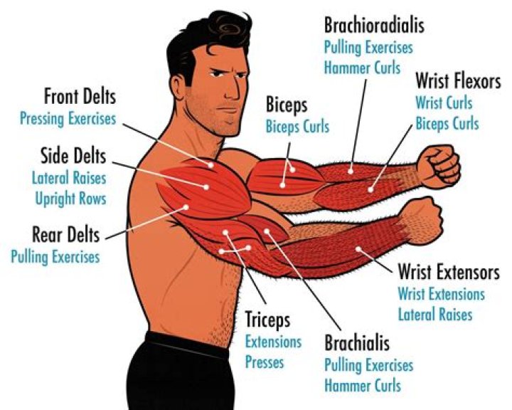 How long does it take for arm muscles to grow?