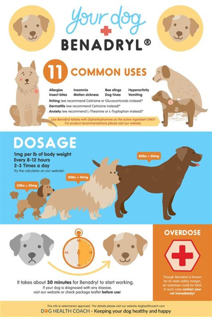 How long does it take for Benadryl to kick in for dogs?