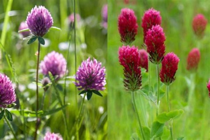How long does red clover last?