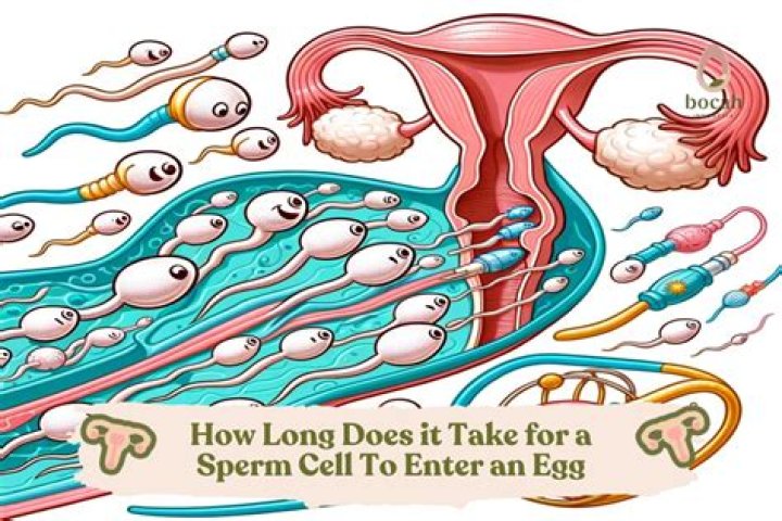 How long does the egg stay in the fallopian tube?