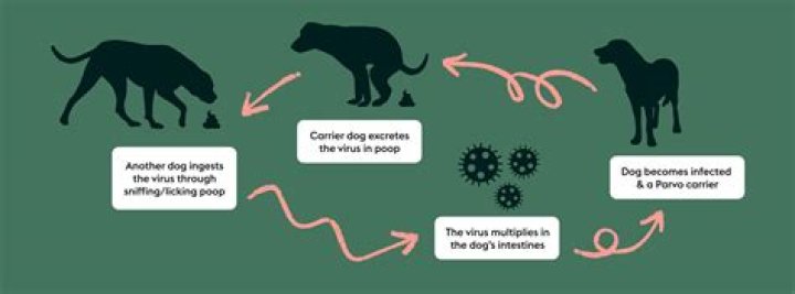 How long is parvo contagious in the ground?