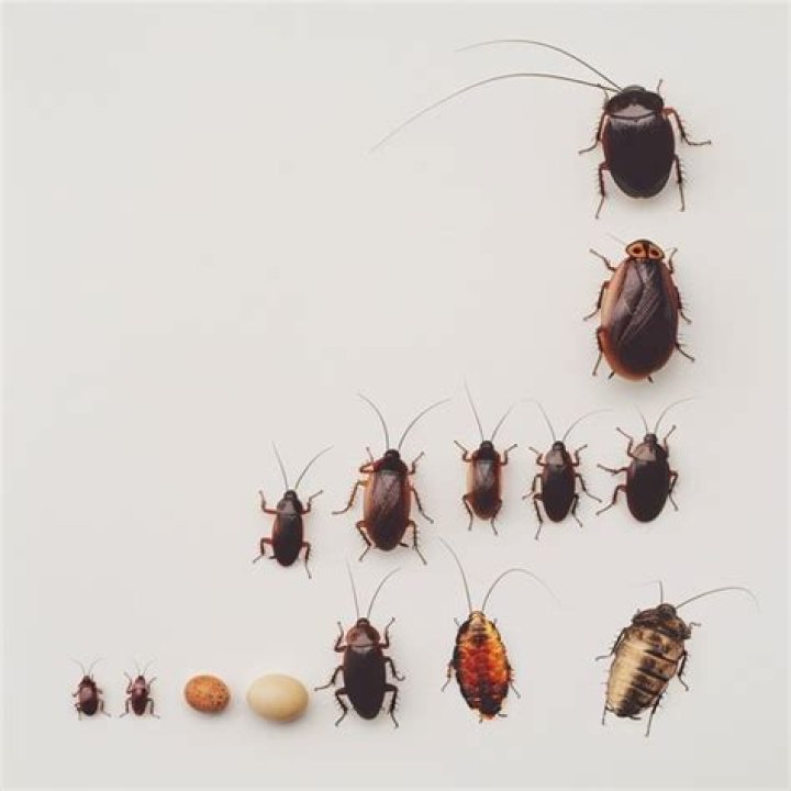 How many babies does a roach have?