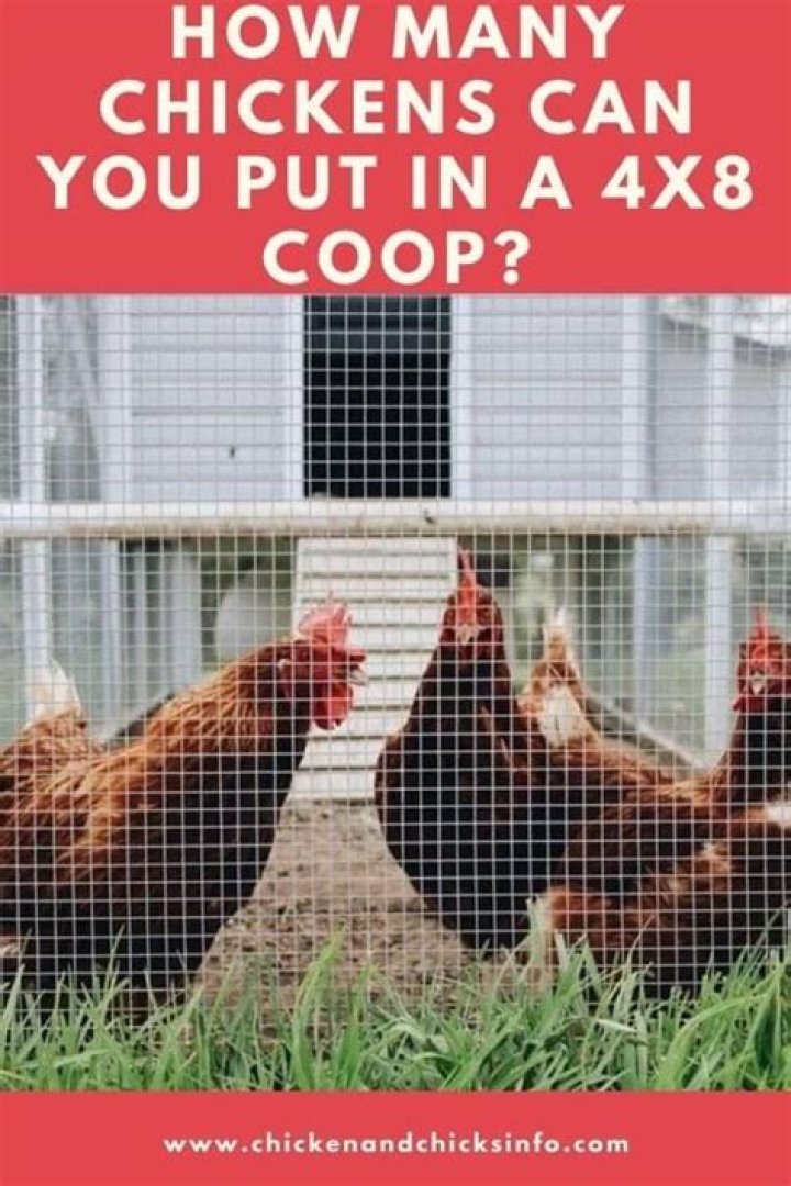 How many chickens can you put in a 4x8 coop?