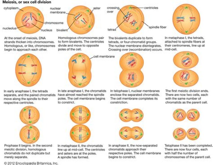 How many copies of DNA does meiosis start with?