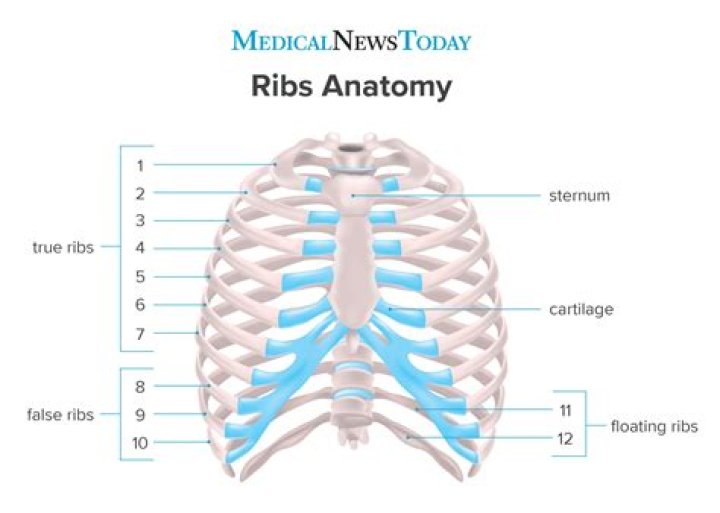 How many ribs can you live without?
