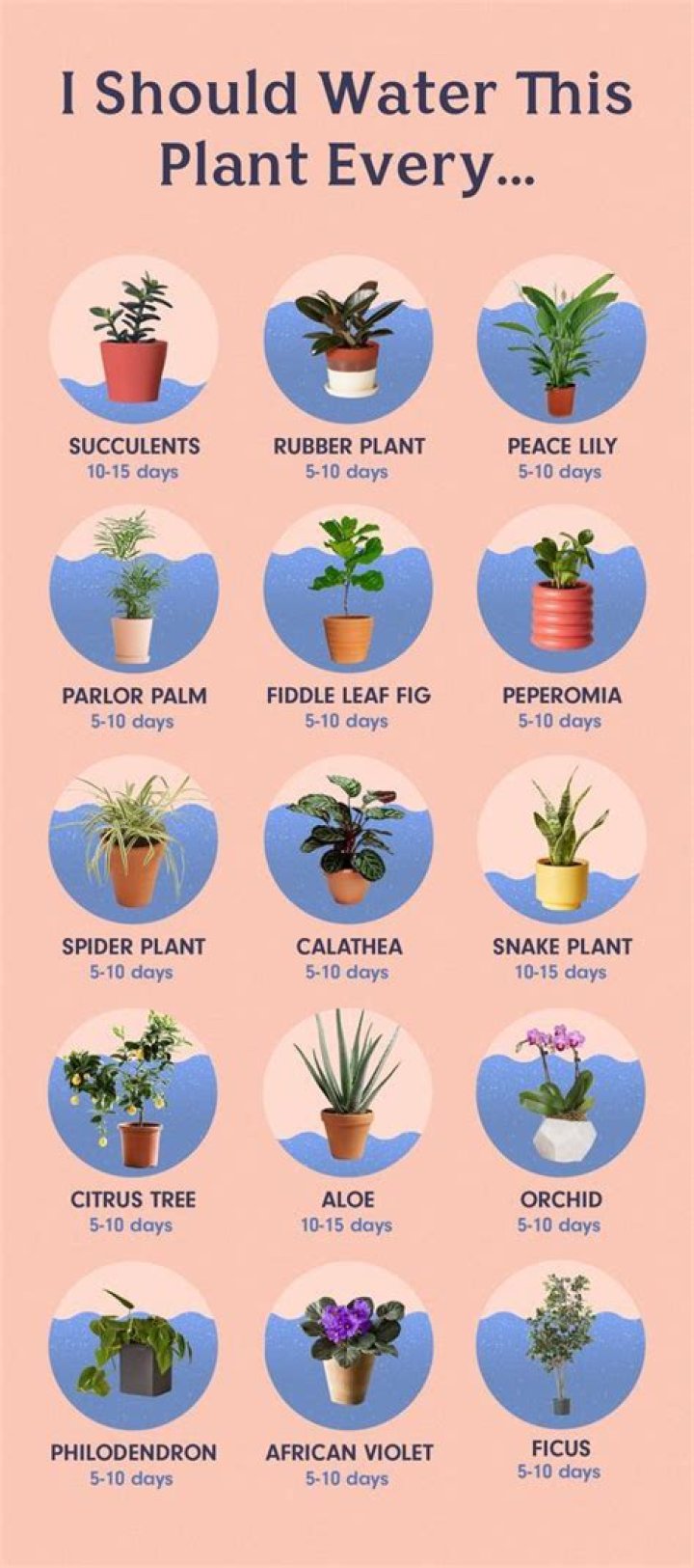 How many times a week should I water my plants?