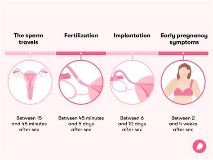 How many times does a woman get her period?