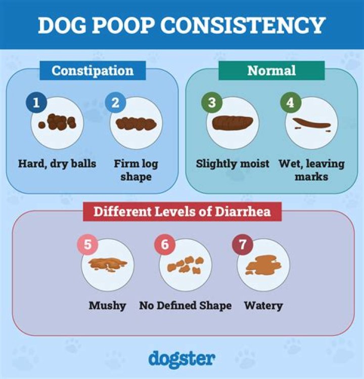 How many times in a day should a dog poop?