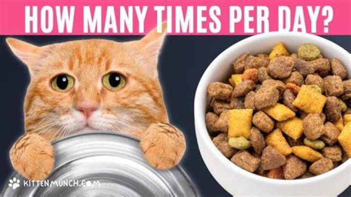 How many times should cats eat a day?