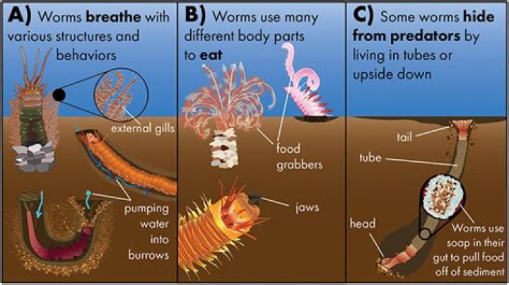 How many years do worms live?