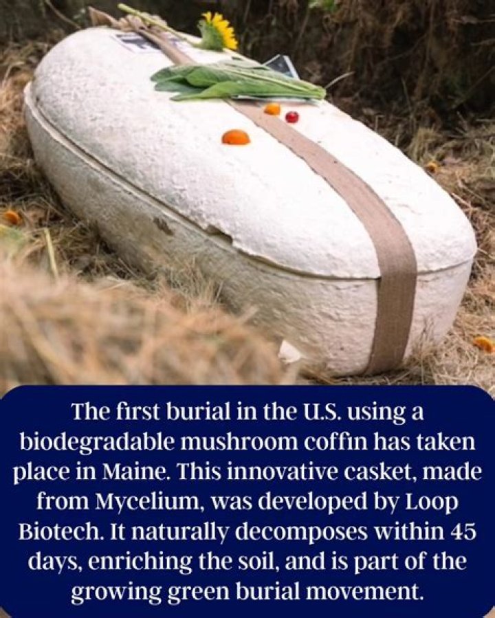 How much is a mushroom coffin?