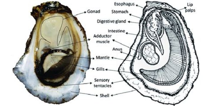 How much is a pearl in an oyster worth?