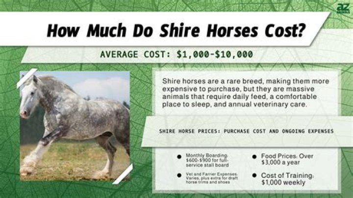How much is horse worth?