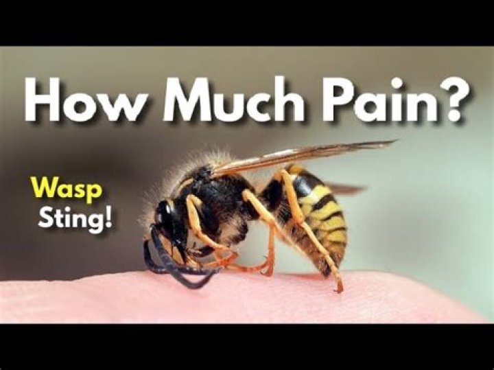 How much pain is a wasp sting?