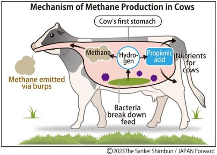 How much profit do cows make?