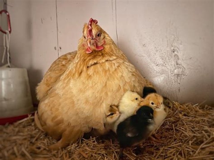 How often does a hen go broody?