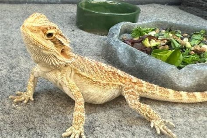 How often should I feed my bearded dragon?