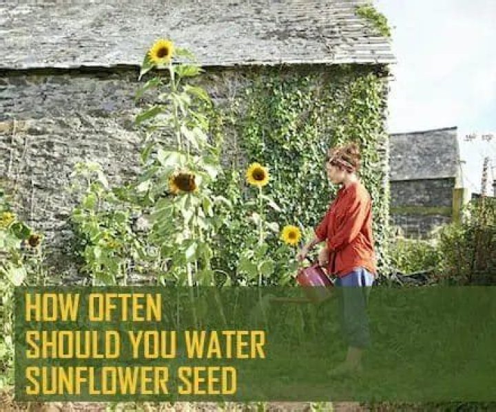How often should I water sunflower seeds?