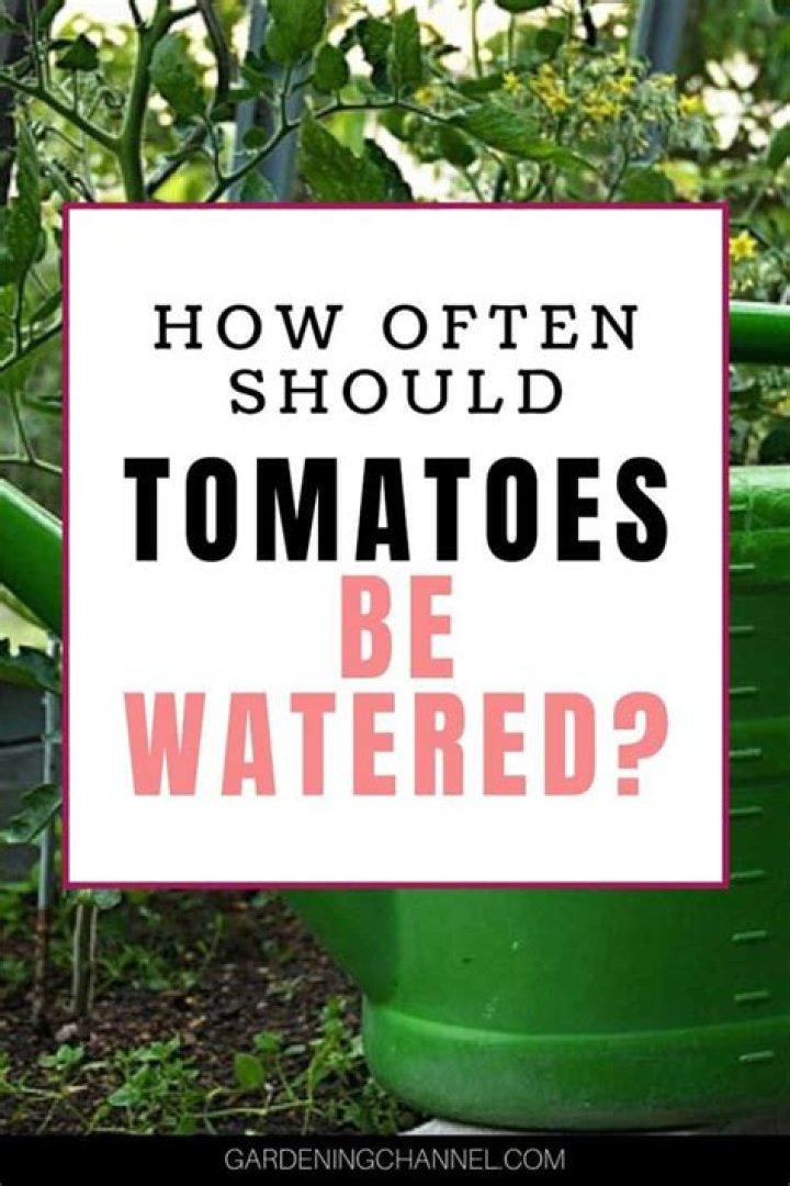 How often should tomatoes be watered?
