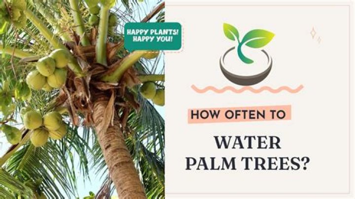 How often should you feed palm trees?