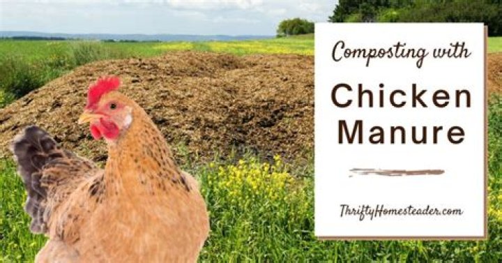 How often should you fertilize with chicken manure?