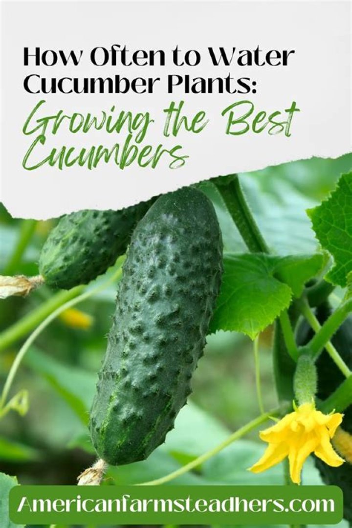 How often should you water cucumbers?