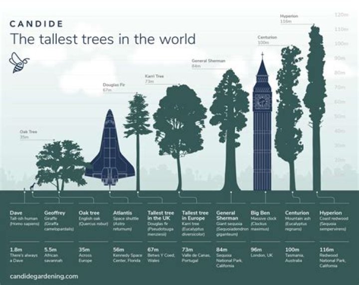How old is the tallest tree?