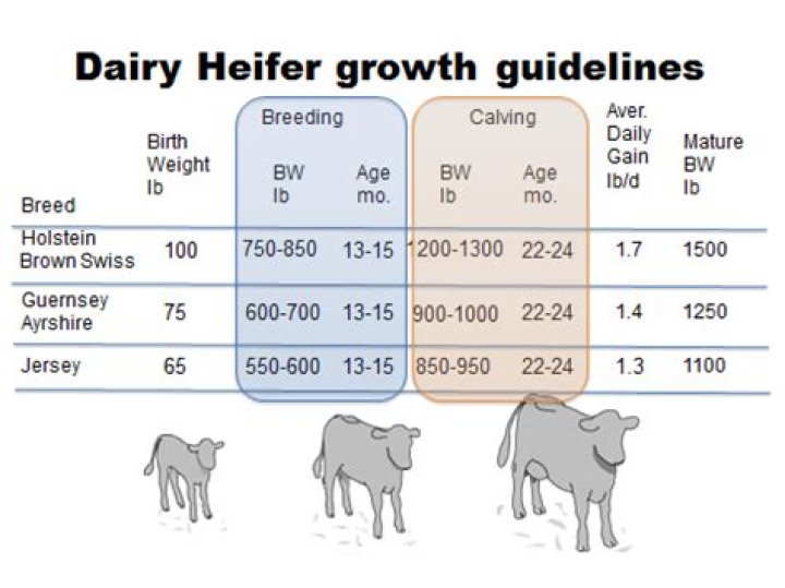 How old should a heifer be before she has a calf?