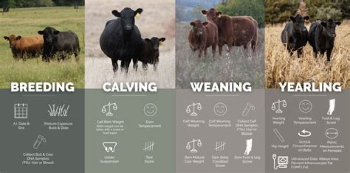 How soon can a cow get bred after having a calf?