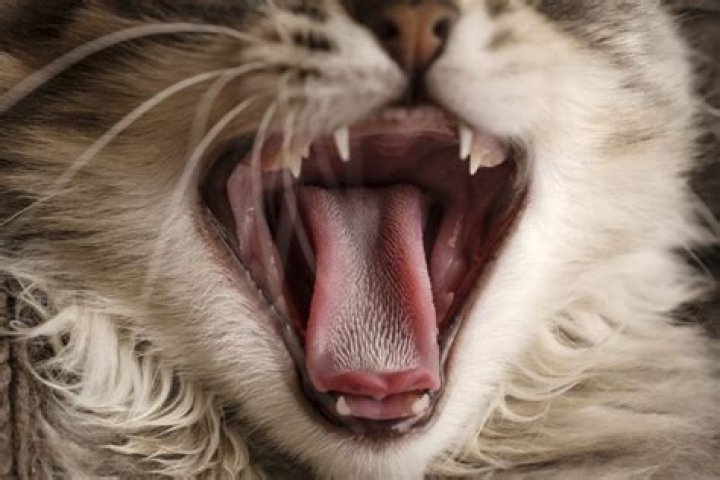 How strong are cat tongues?