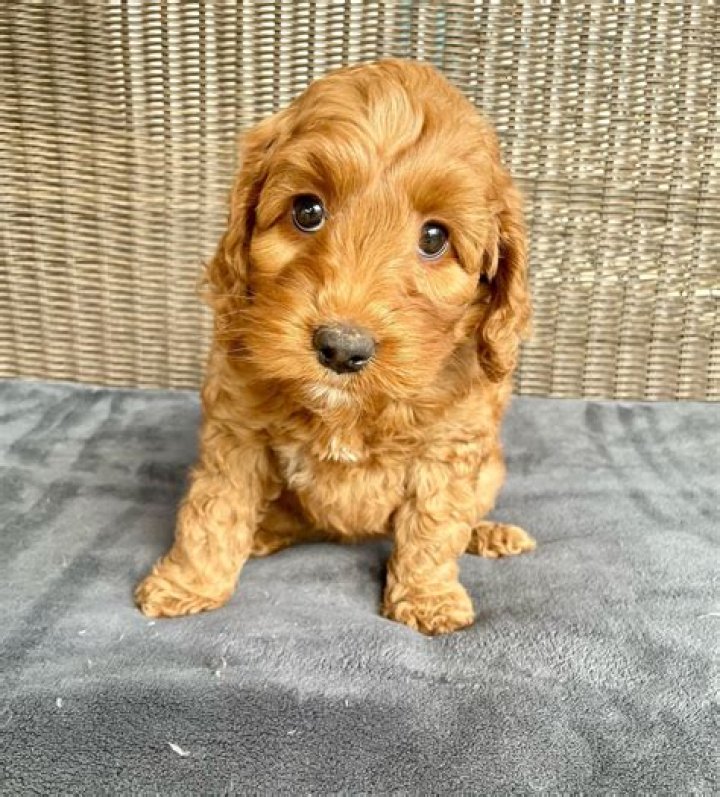 Is a mini Labradoodle a good pet?
