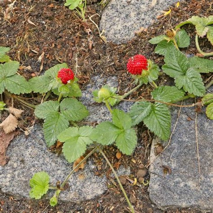 Is an Indian strawberry edible?