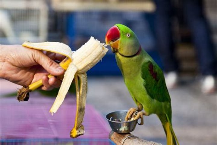 Is banana good for parrots?