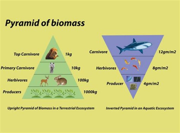 Is biomass worse than gas?