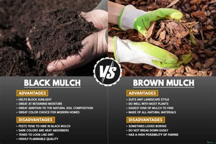 Is black or brown coal better?