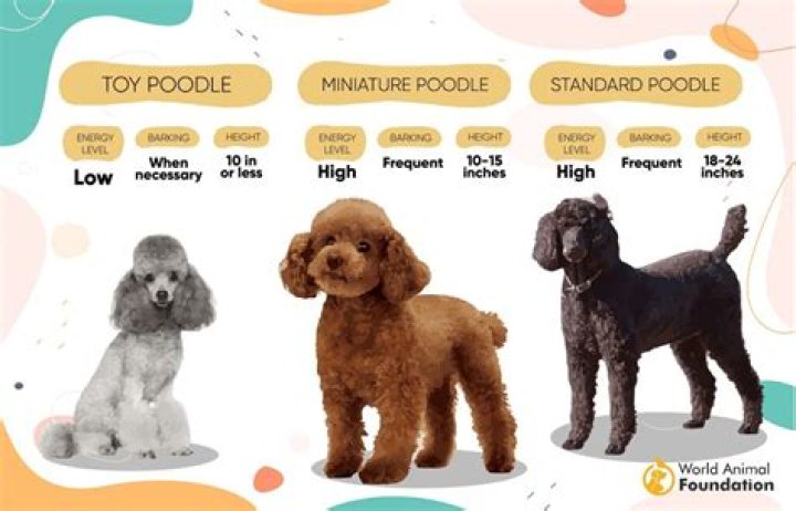 Is Chicken Good for Poodles?