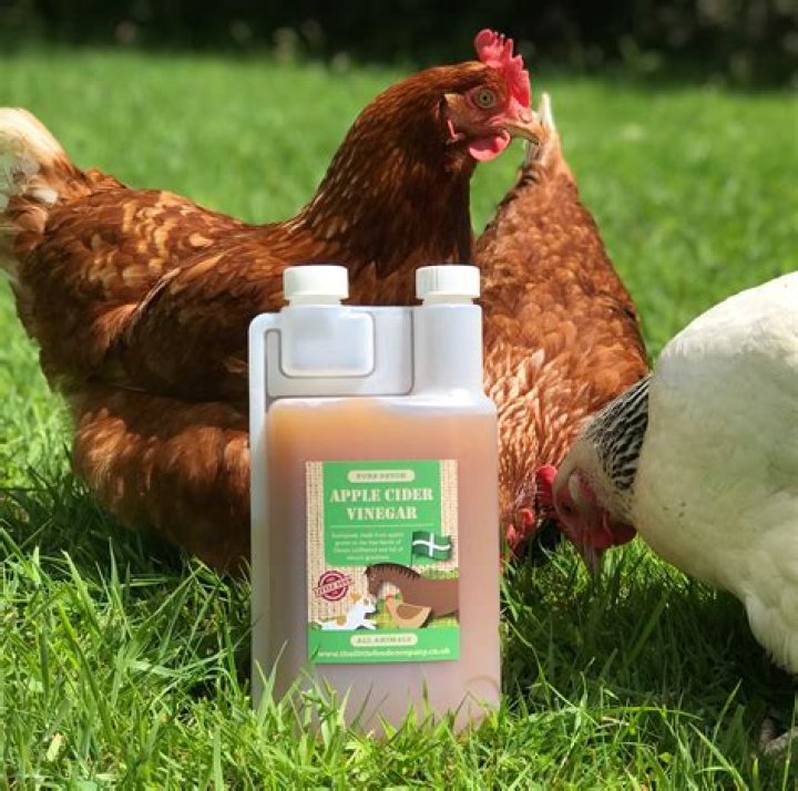 Is cider vinegar good for chickens?