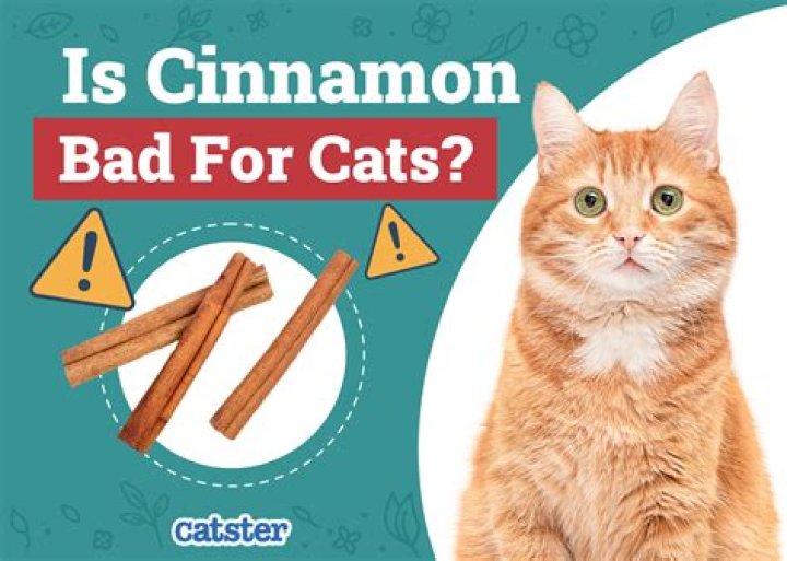 Is cinnamon bad for cats?