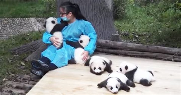 Is cuddling with a panda a job?